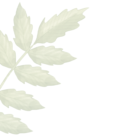 Wellness Botanical Plant
